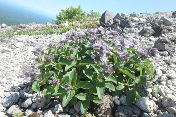 Mount Tarumae Hiking Day Trip - Best Time to Visit Mount Tarumae