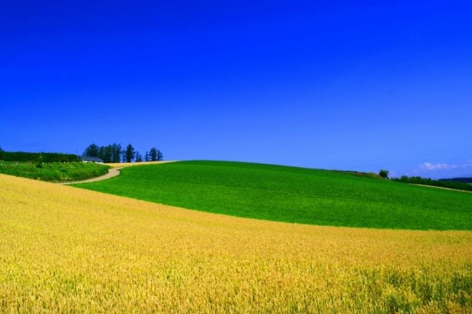 Hokkaido Highlights of Flower Blossom, Asahiyama Zoo& Blue Pond「Aoi-Ike」! - The Sum Up