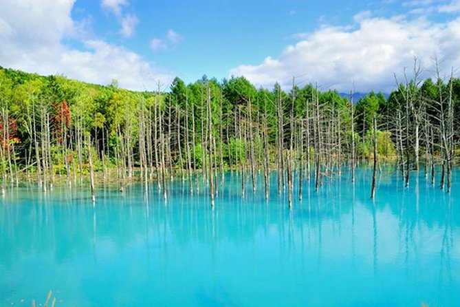 A Relaxing Day for Furano, Biei Blue Pond & Local Curry Lunch in Hokkaido! - The Sum Up