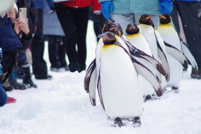Asahiyama Zoo, Fascinating Aoi-Ike Light Up and Shirohige Falls in Winter! - Winter Wonderland at Asahiyama Zoo