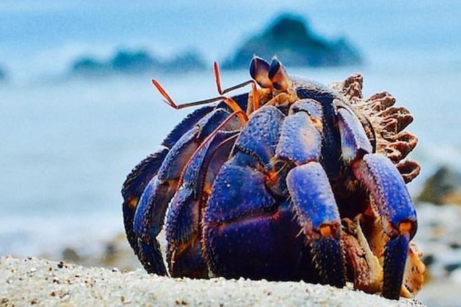 Miyazaki Snorkel Kayak Tour - Interacting With Sealife