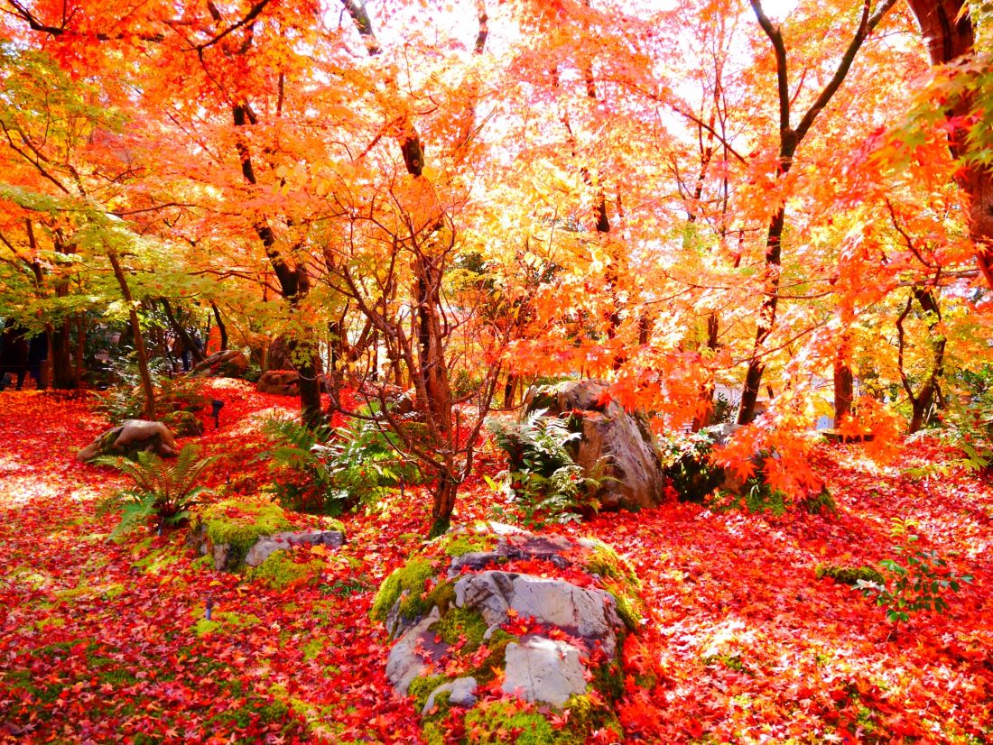 Eikan Do Zenrin Ji Temple Kyoto