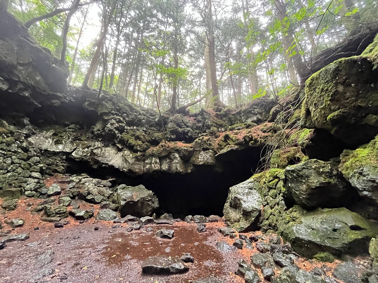 Explore Mt. Fuji Ice Cave in Aokigahara Forest - The Beauty of Aokigahara Forest
