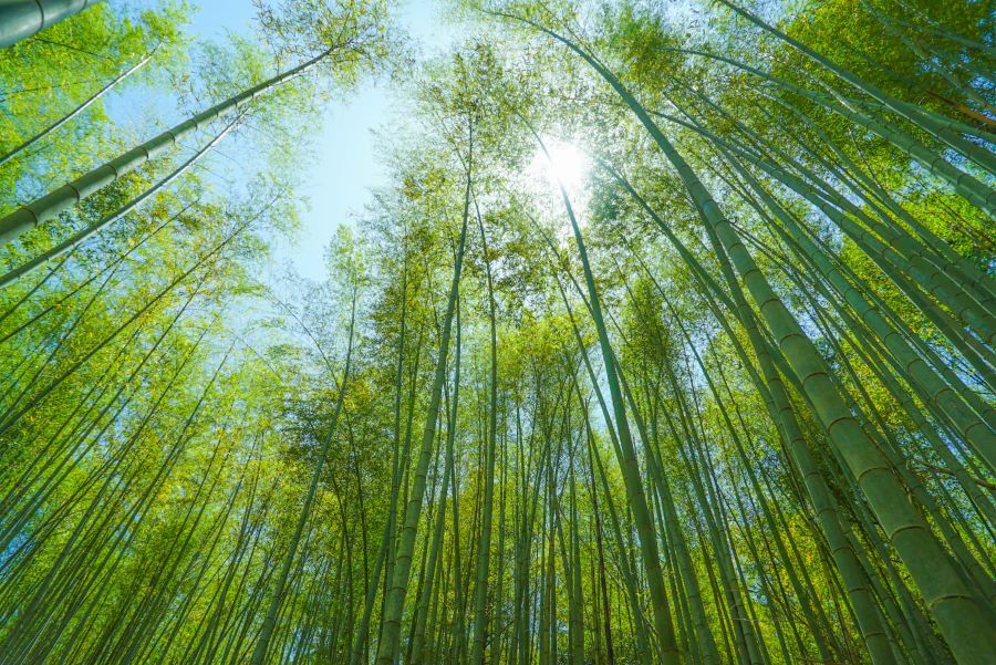 Fushimi Inari Hidden Hiking Tour - Exploring the Serene Paths of Fushimi Inari