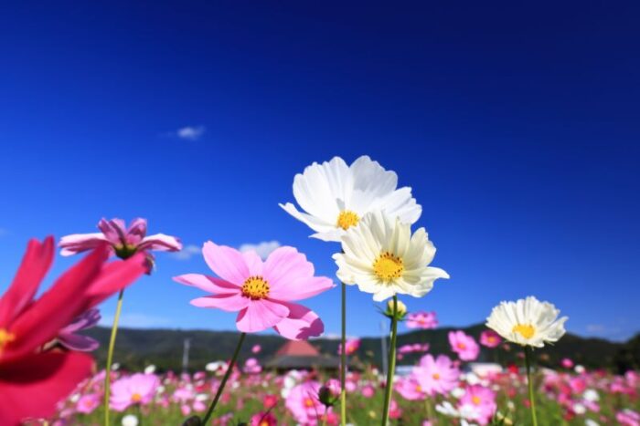 Hokubo Cosmos Festival