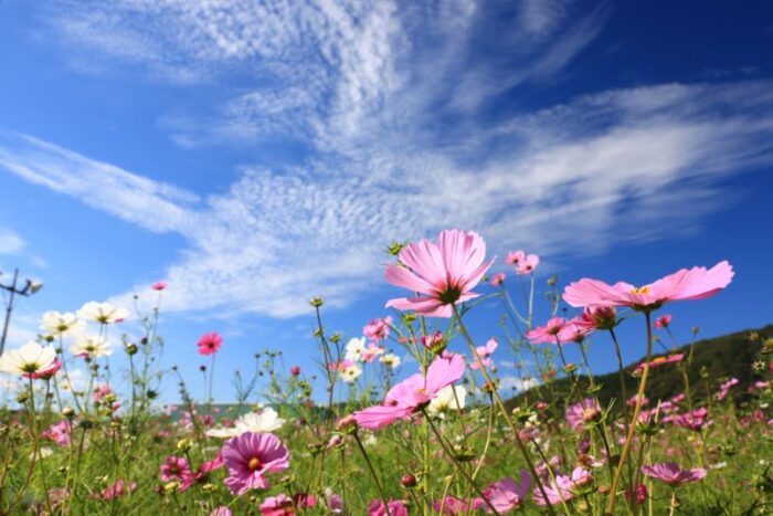 Hokubo Cosmos Festival
