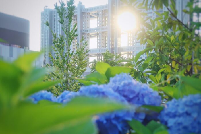 Hydrangea And Dusk And Fuji Tv Centre In Odaiba