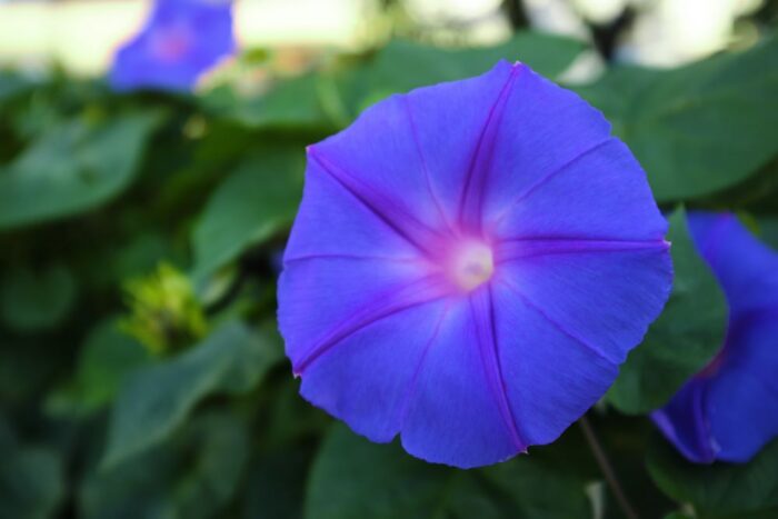 Iriya Morning Glory Festival At Iriya Kishimojin