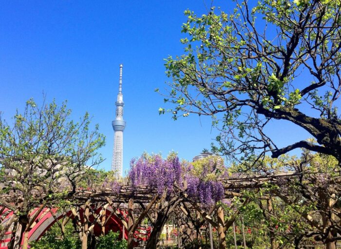 Kameido Tenjin Shrine Koto Tokyo