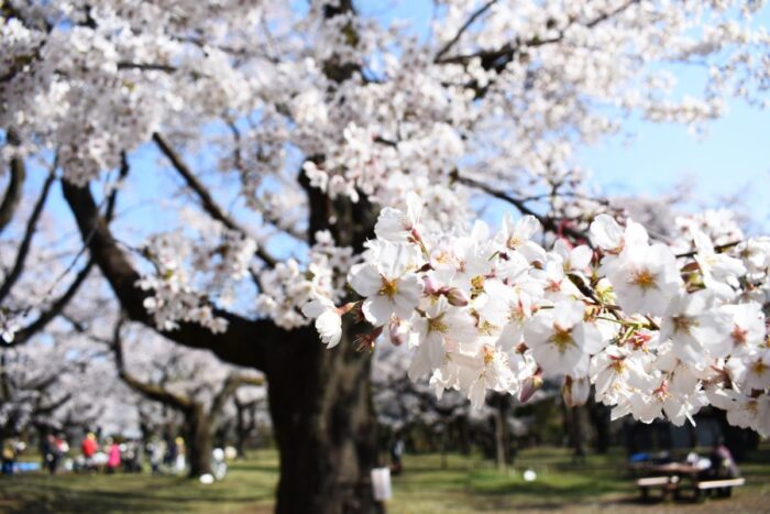 Koganei Park Cherry Blossom