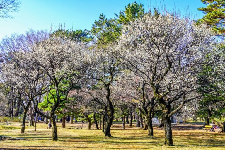 Koganei Park Cherry Blossom