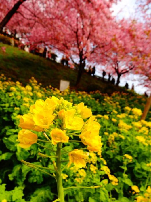 Matsuda Cherry Blossom Festival