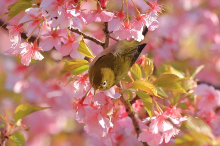 Matsuda Cherry Blossom Festival