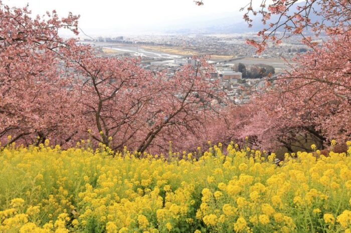 Matsuda Cherry Blossom Festival