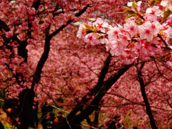 Matsuda Cherry Blossom Festival