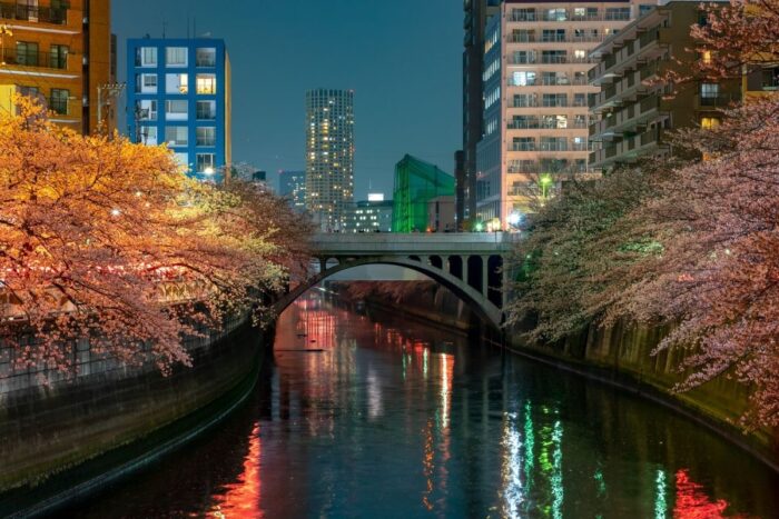 Meguro River Sakura