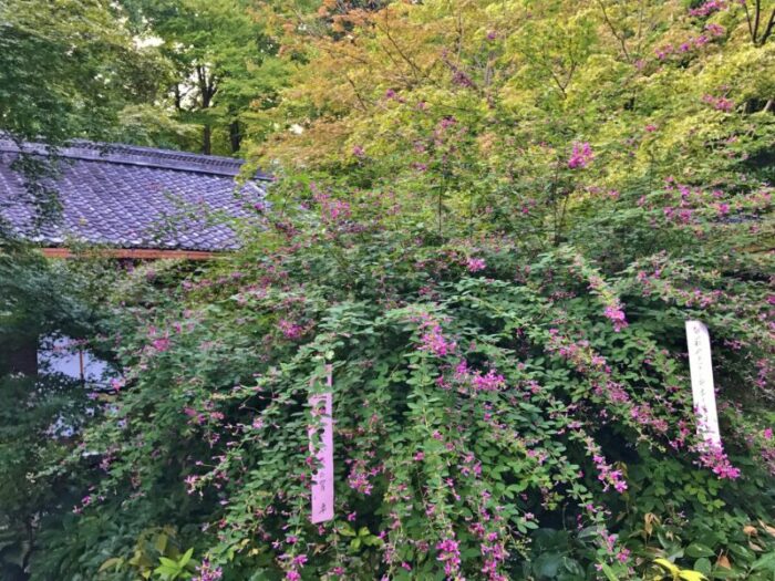 Nashinoki Shrine Kyoto