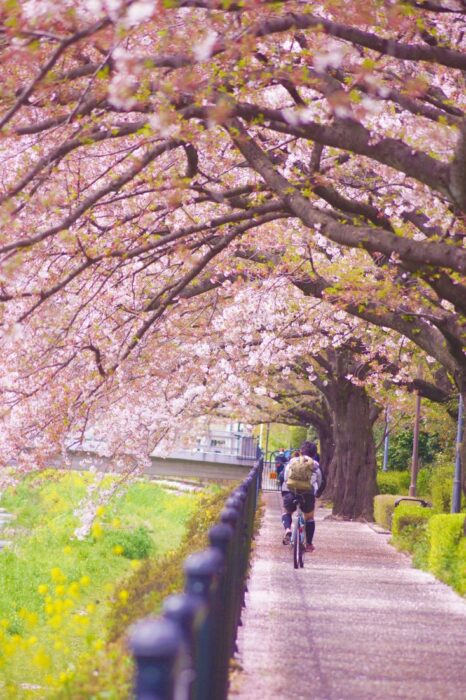 Nogawa Riverside Chery Blossom Sakura Chofu