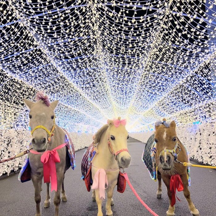 Photo Tokyo Mega Illumination Oi Racecourse