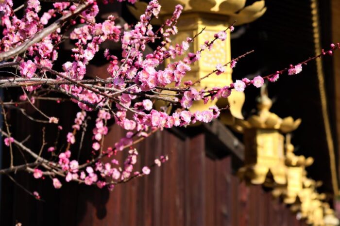 Plum Blossom Festival At Kitano Tenmang Shrine
