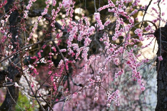 Plum Blossom Festival At Kitano Tenmang Shrine