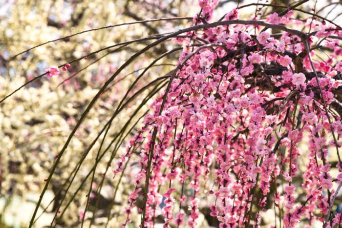 Setagaya Plum Blossom Festival