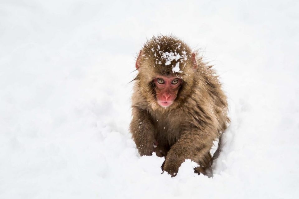 1 Day Tour: Snow Monkeys & Snow Fun in Shiga Kogen - Reserve Now & Pay Later