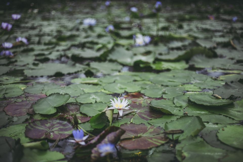 Kyoto/Kobe/Osaka: Arashiyama and Fushimi Inari Private Tour - Explore the Majestic Fushimi Inari-taisha
