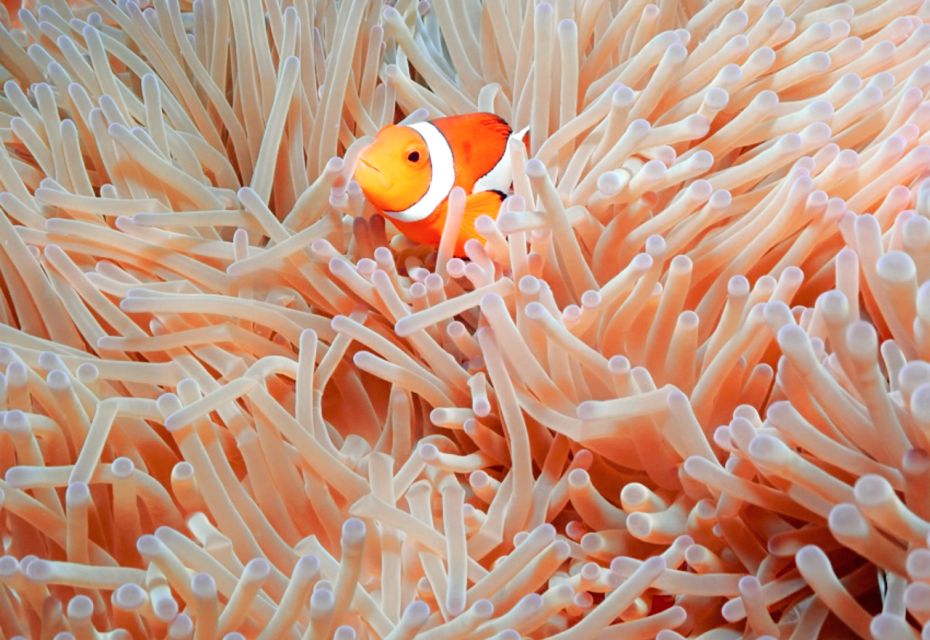 Naha, Okinawa: Kerama Islands Full-Day Intro-Diving Trip - Customer Feedback and Tips