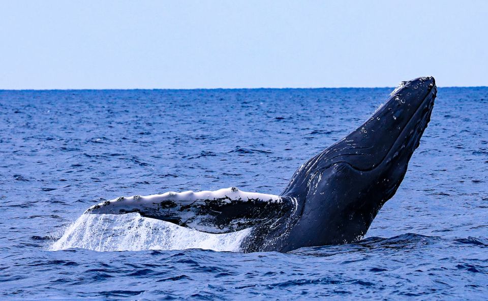 Naha, Okinawa: Kerama Islands Half-Day Whale Watching Tour - Tour Duration and Language Options