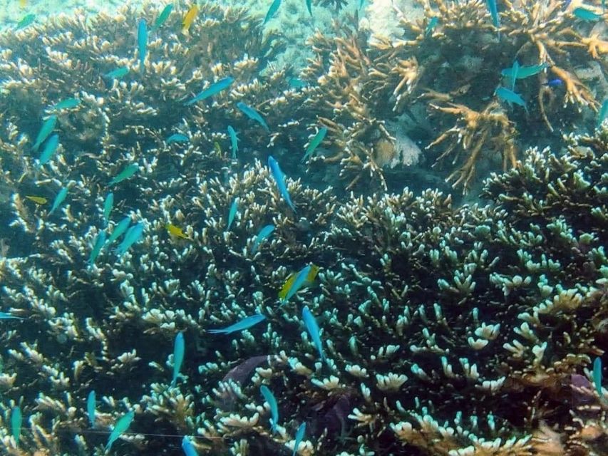 Kabira Bay: Coral Reef & Sea Life Glass-Bottom Boat Tour - Activity Details