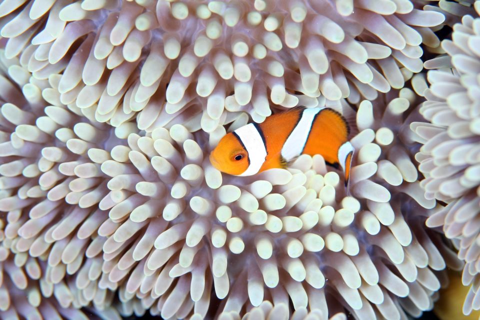 Kabira Bay: Coral Reef & Sea Life Glass-Bottom Boat Tour - Booking and Logistics