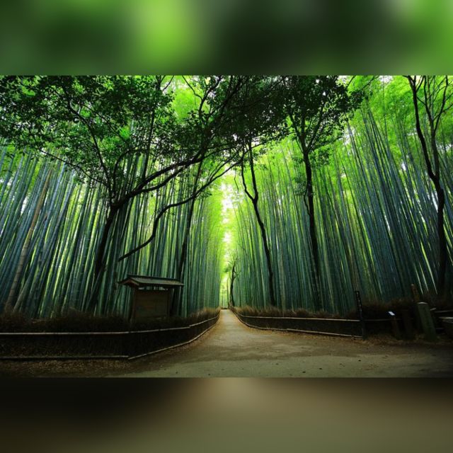 Full Day Highlights Destination of Kyoto With Hotel Pickup - Sightseeing in Kyoto