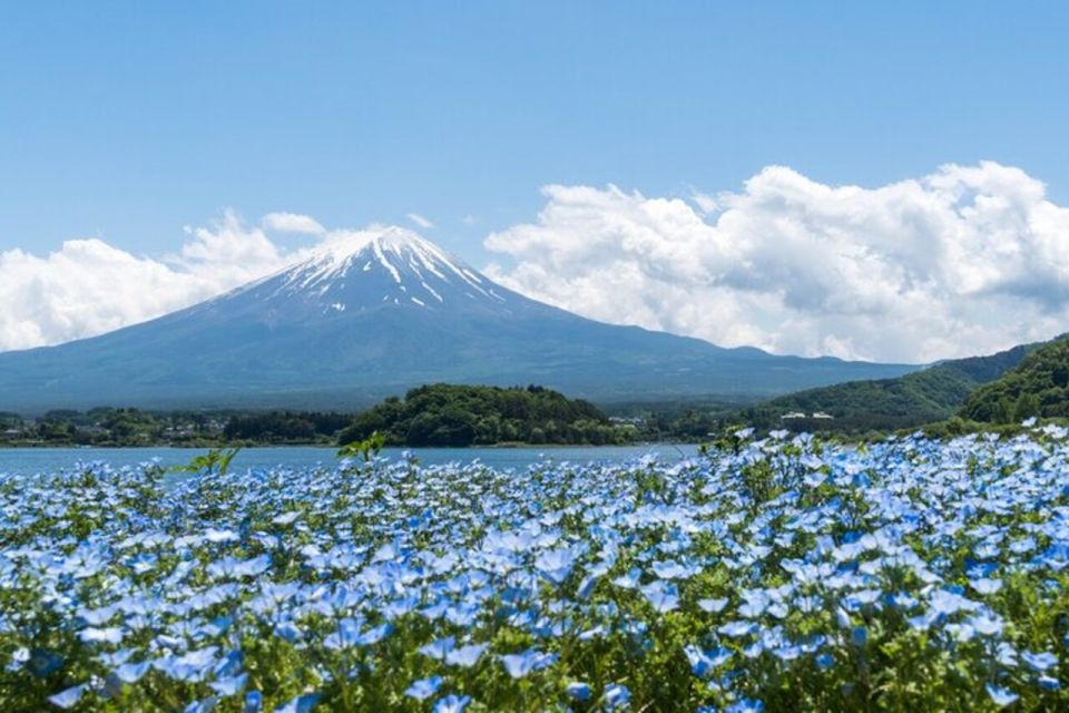 Guided Full-Day Mount Fuji&Aokigahara Forest Bus Tour - Exploring Mount Fuji