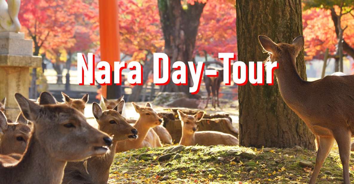 From Osaka: 10-hour Private Customized Tour to Nara - Exploring Naras Culture and History