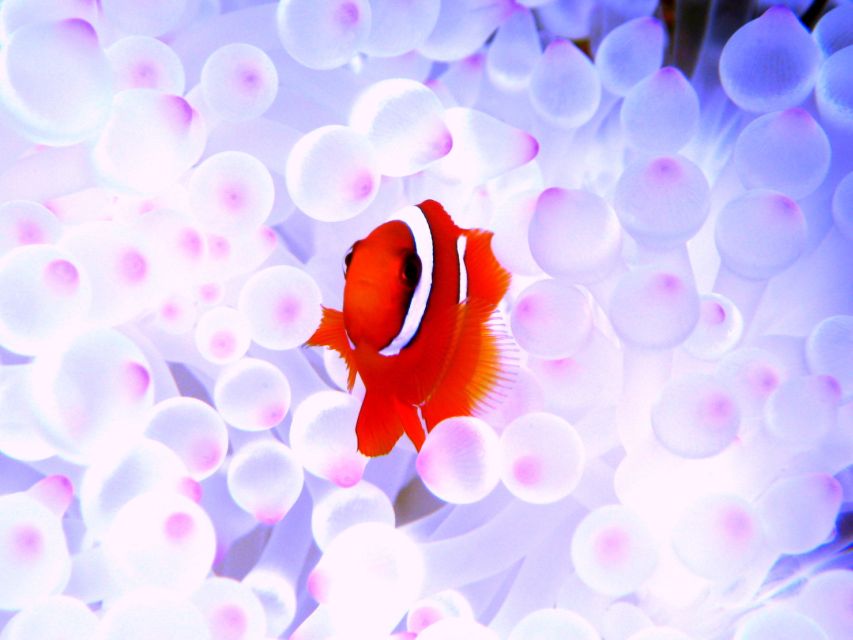 Naha: Kerama Islands 1-Day Snorkeling Tour - Activity Details