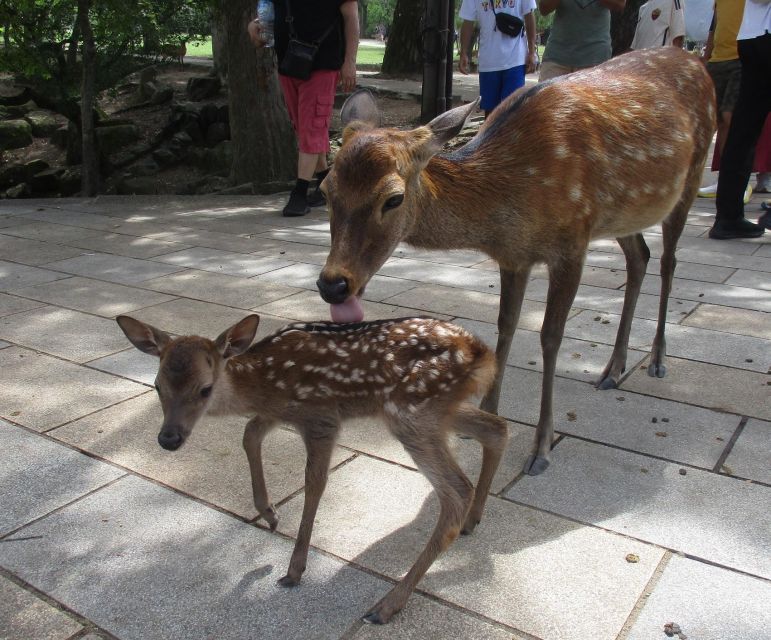 Kyoto-Nara: Great Buddha, Deer, Pagoda, Geisha - Frequently Asked Questions