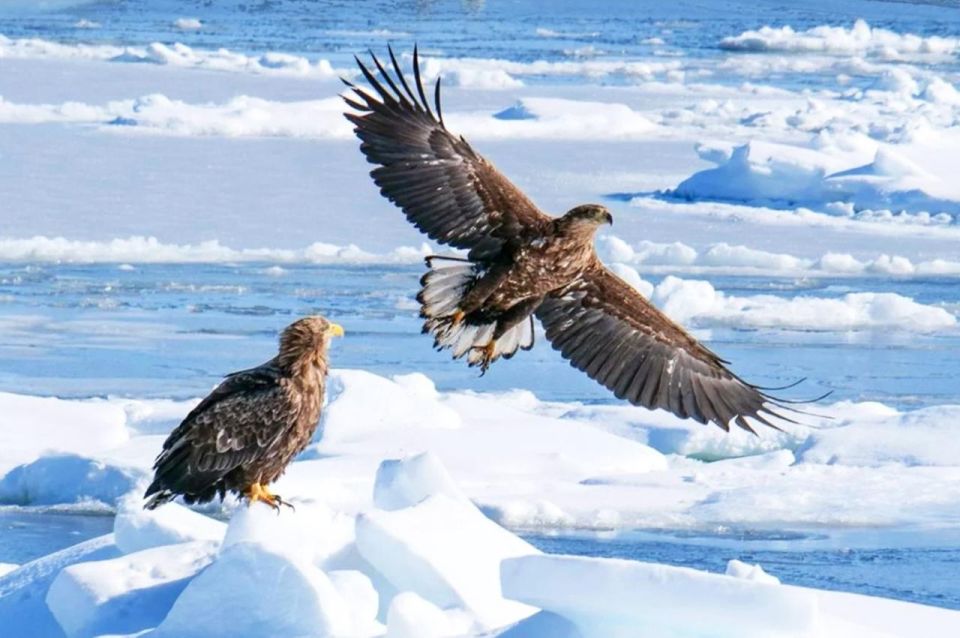 Hokkaido:Icebreak Cruise Cruise-Ⅲ IMERU, Asahiyama Zoo Tour - Frequently Asked Questions