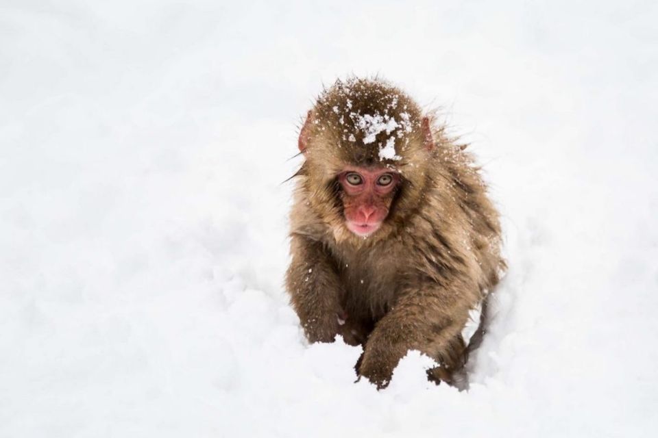 Nagano: Snow Monkeys, Zenkoji Temple & Sake Day Trip - The Sum Up