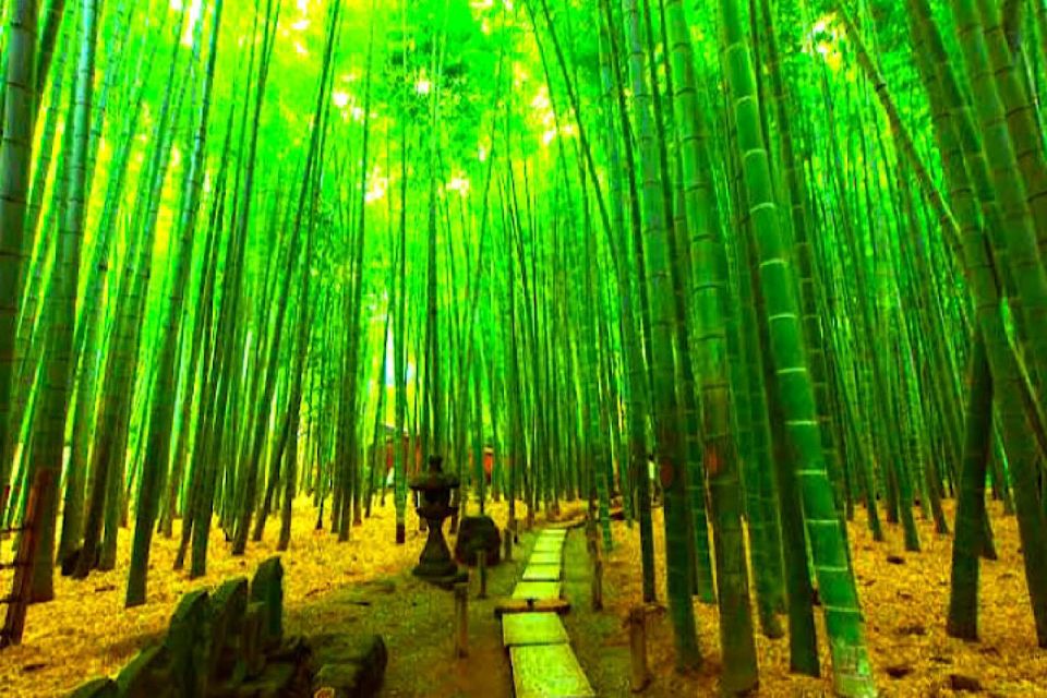 Private Kamakura and Enoshima Tour With Guide - Live Tour Guide