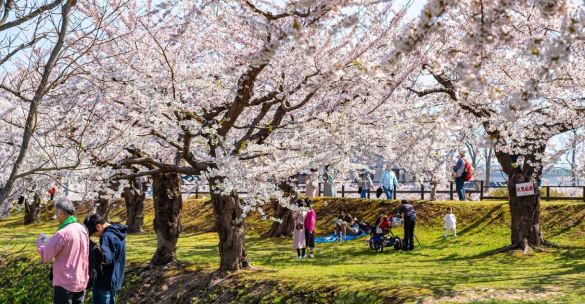 Private & Unique Nagasaki Cherry Blossom "Sakura" Experience - Booking Details