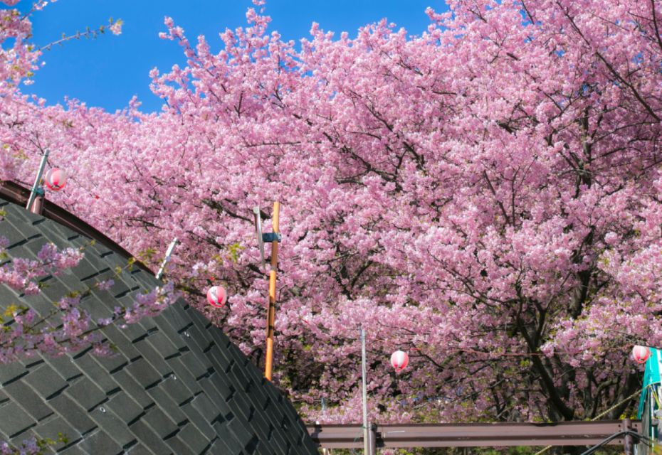 Private & Unique Nagasaki Cherry Blossom "Sakura" Experience - What to Expect