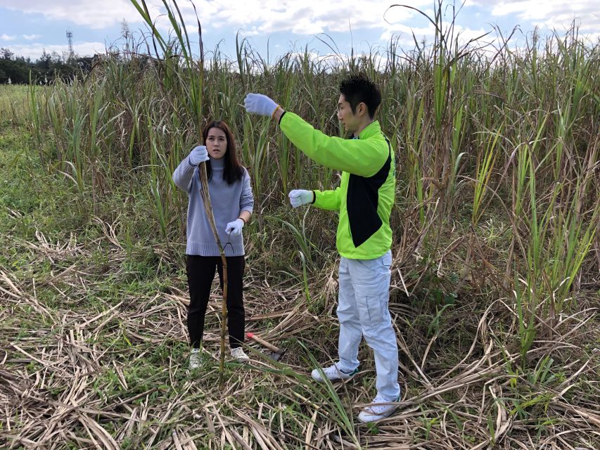 Okinawa:Sugarcane Harvest and Black Sugar Making Experience - Experience Details