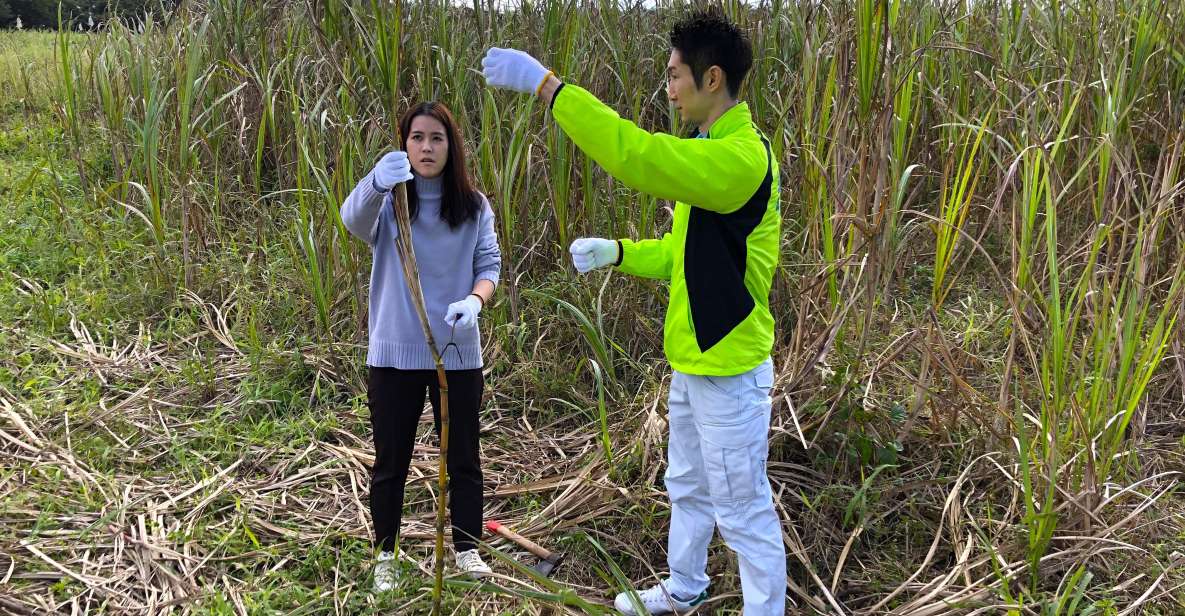 Okinawa:Sugarcane Harvest and Black Sugar Making Experience - Inclusions