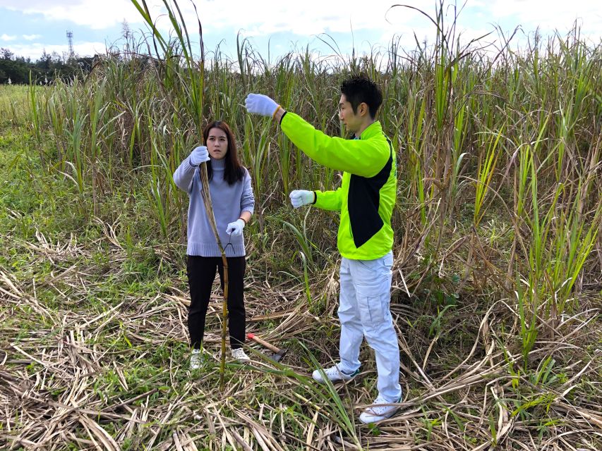 Okinawa:Sugarcane Harvest and Black Sugar Making Experience - Frequently Asked Questions