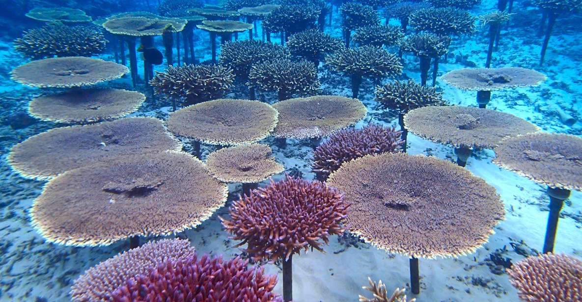 Okinawa: Coral Regeneration Snorkeling Experience - Safety Precautions