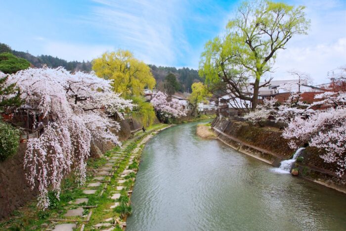 Takayama Miyagawa River Cherry Blossom